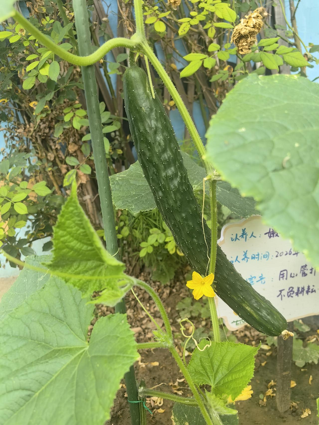 「咱们社区的小菜园」
黄瓜、南瓜、西红柿、辣椒、薄荷、棉花、艾草、土豆、地肤
分