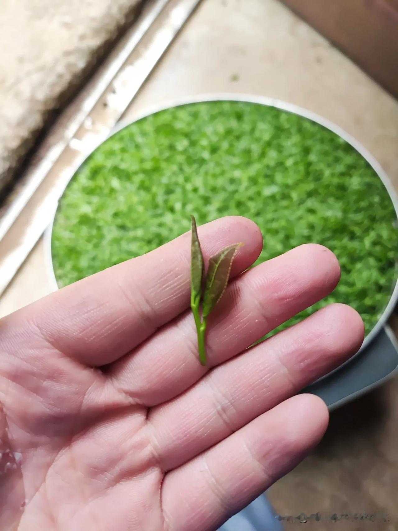 什么才是好喝又实惠的茶叶，那这款雨前龙井大家肯定都会觉得性价比很高
今天小陈给大