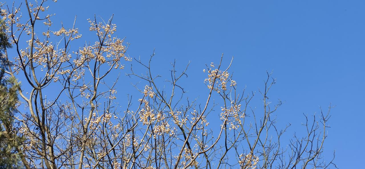 分享随手拍风景照天汉.冬日阳光下的苦楝