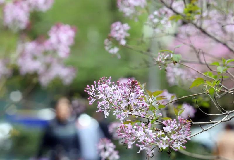 东风晓雨吹消散，描绘出一幅清新画面；笑艳丁香娇且鲜，尽显丁香的娇俏；眉敛轻轻桃醉