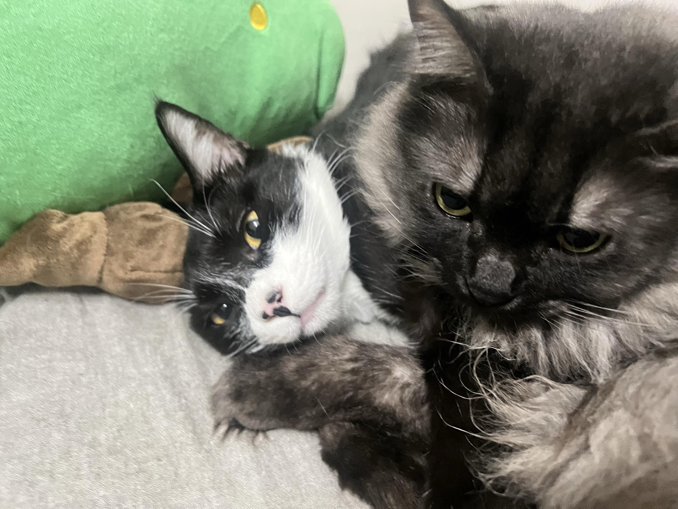 没有很多钱，但有很多爱  🐈