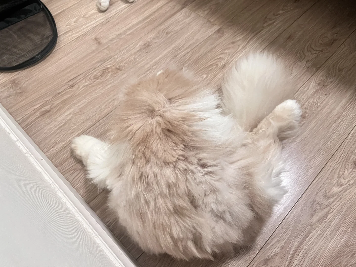 劈叉小猫～