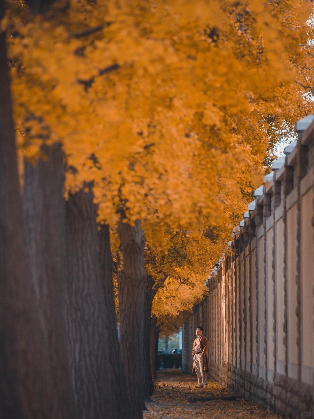 北京赏秋 | 这条银杏大道你一定不要错过