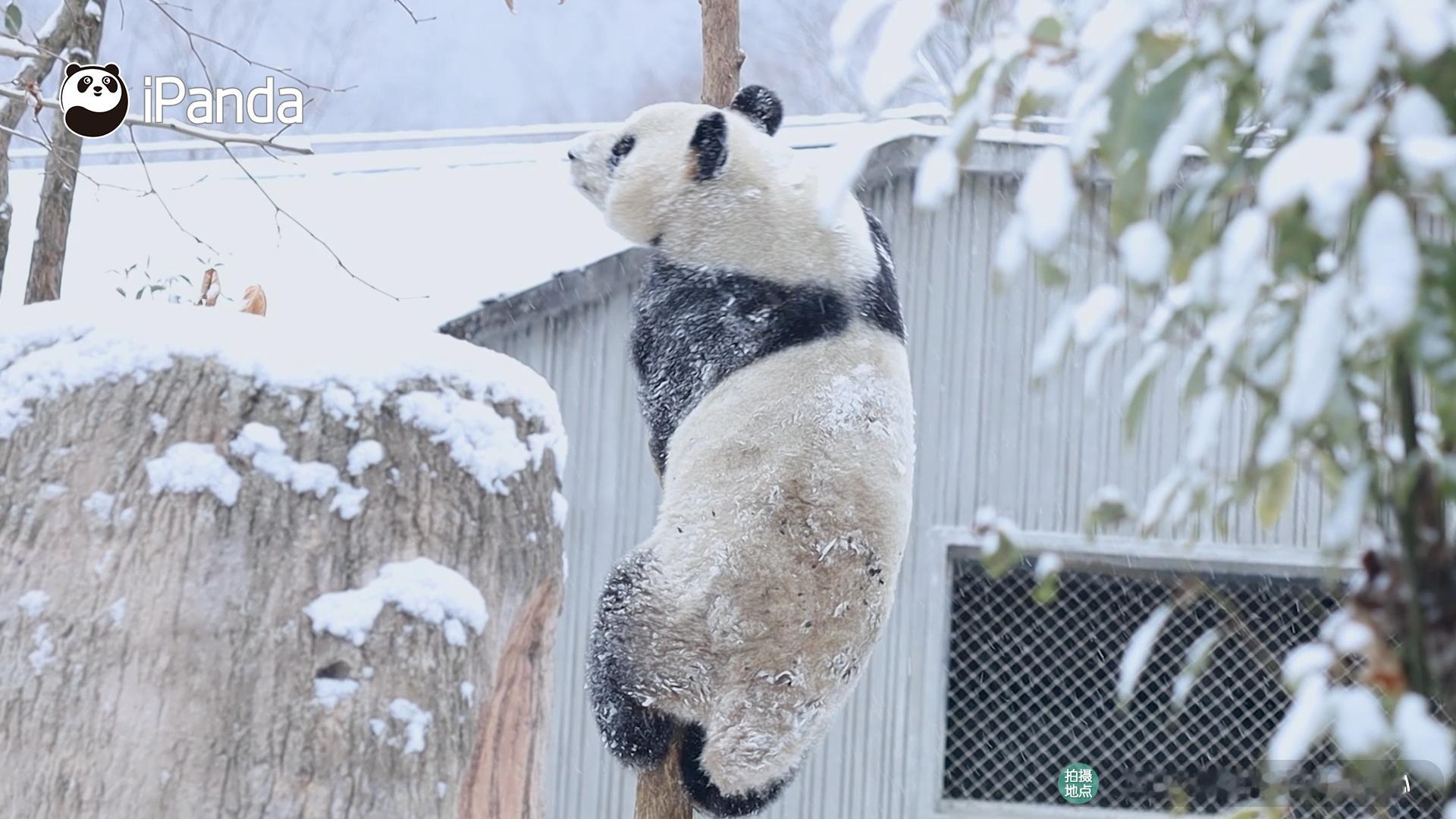 ⌯'▾'⌯  雪中“显眼包”向你发出blingbling眼神光✨✨ 熊猫趣图  