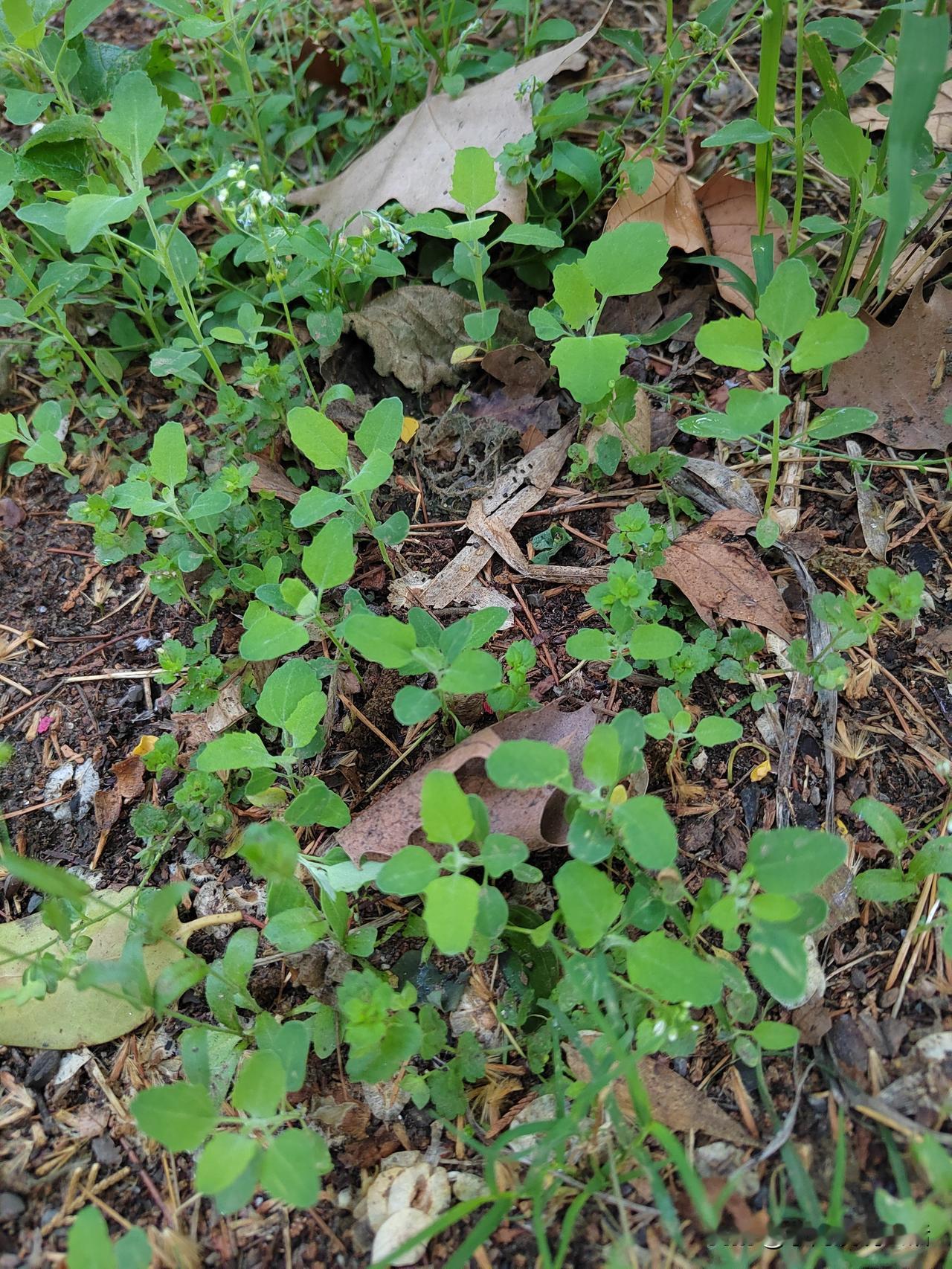 出门三小时，至少赚了一百块！
这段时间，茵陈没了，荠菜蒲公英老了，嫩香可口的就是