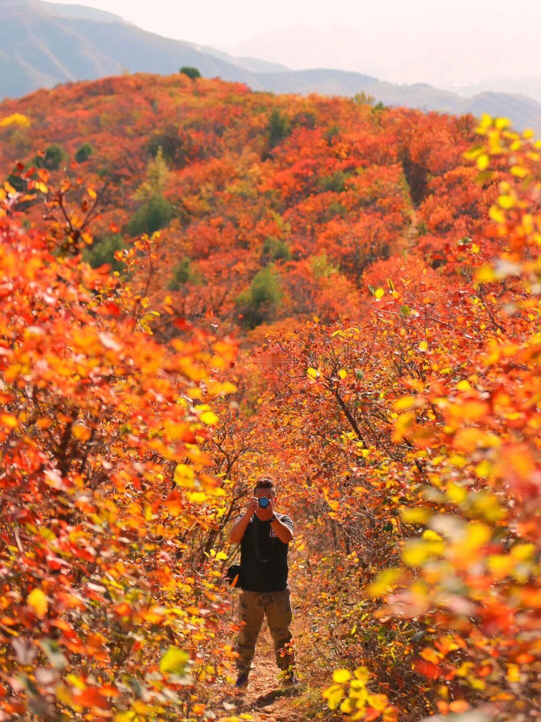 哇塞，这里满山红叶🍁🍂还免费的徒步路线