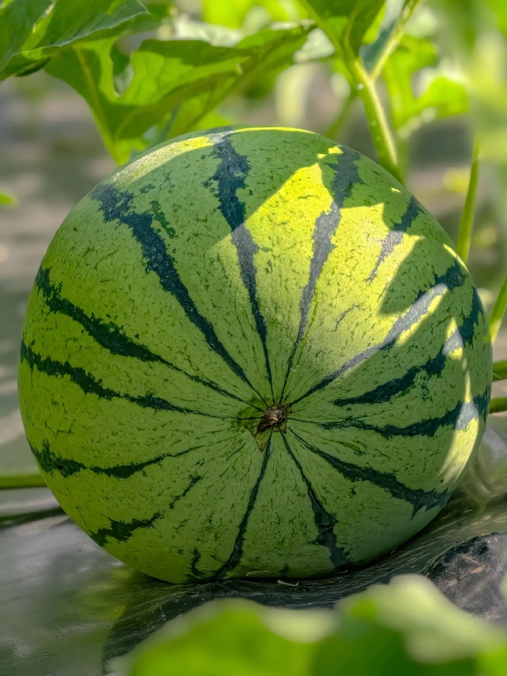 暑气盛夏，西瓜攒满了一整个晴天的甜。 