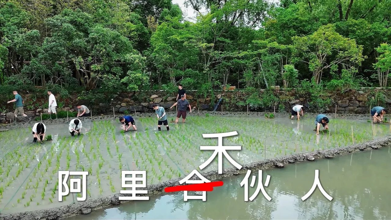 阿里管理层集体下田插秧：一场藏着AI战略深意的田间悟道近日阿里管理层的一次集体行