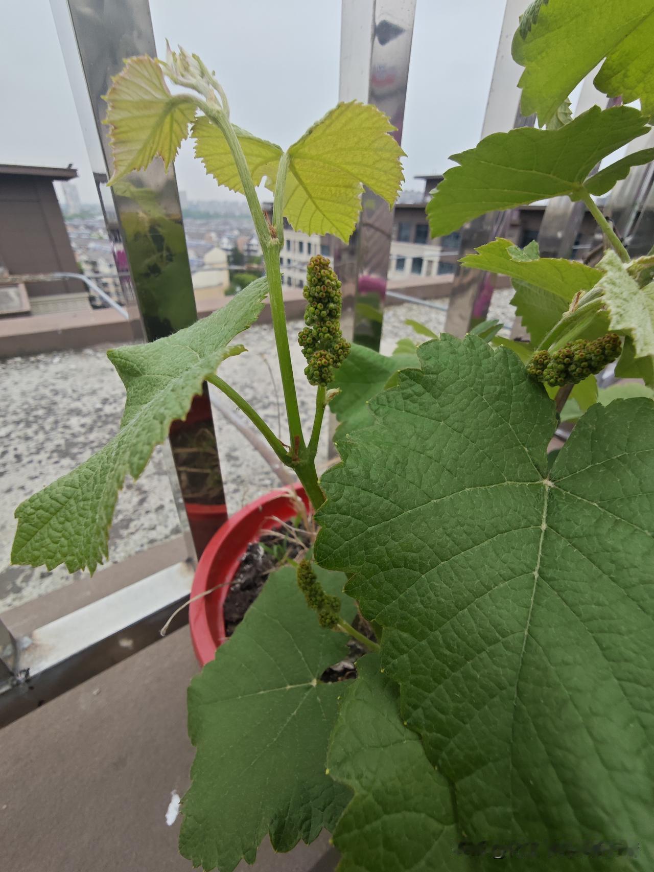 相册里的花花草草今年有葡萄吃了！我的葡萄🍇小苗结果了，好开心！
