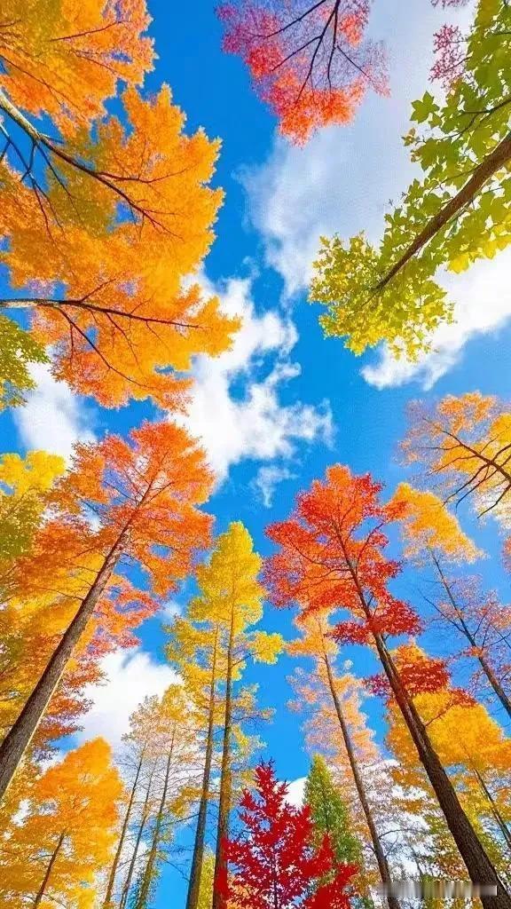 #秋日生活打卡季#
秋已深，寒露凝，天地间的温度仿佛骤然低沉。古人言，路结为霜，