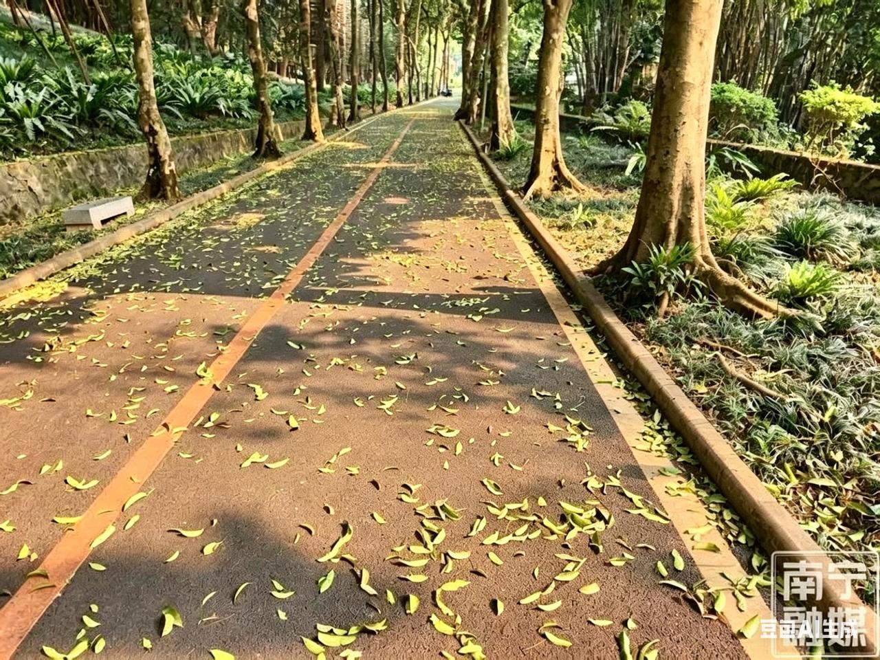 别只知道秋天落叶！南宁春日竟藏着黄金大道，错过再等一年

提起落叶，多数人第一时