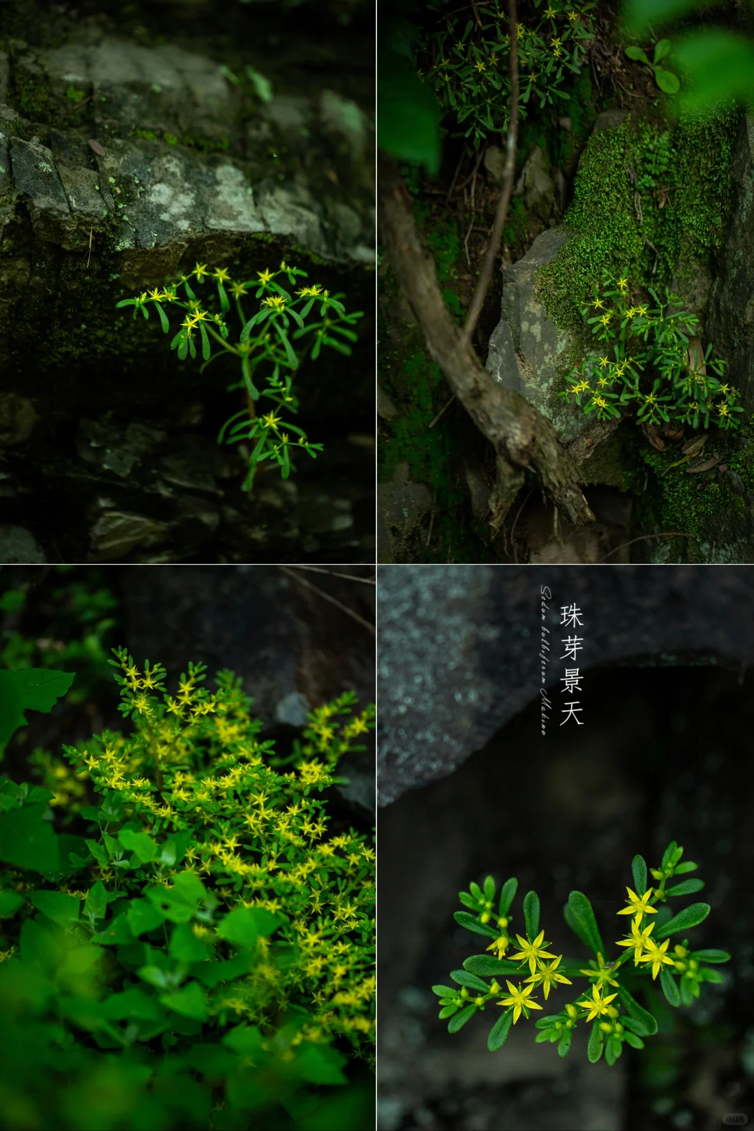 用眼睛感受自然的美|珠芽景天