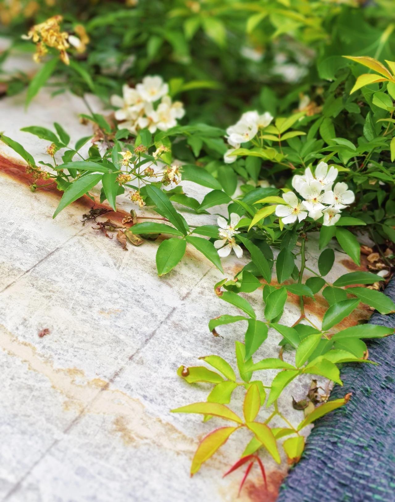 现在就出门～

让花香
沾在衣角。

把春天
揣进兜里。

愿你:
与繁花相拥，