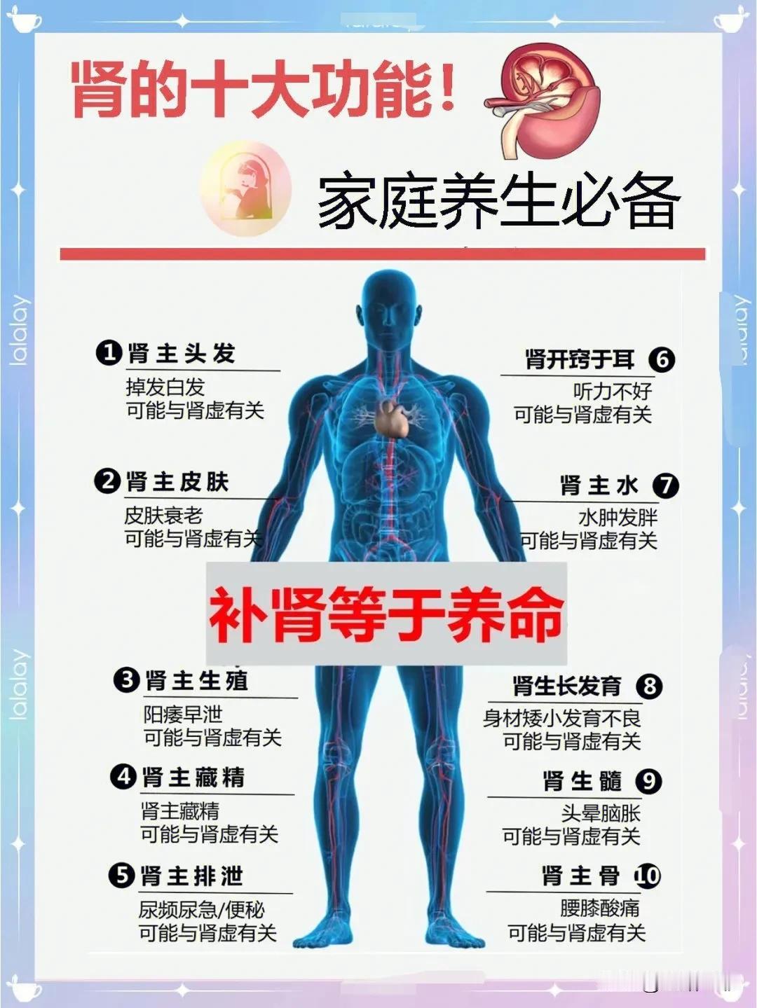 肾，这个看似平凡的内脏，其实是我们生命之树的重要根基。今天，就让我们一起了解肾的