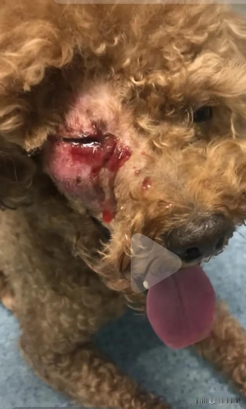 泰迪犬跟主人十年了，这一天偷偷跑出去不到十五分钟，被一个住拐老人爆打，打得头破血