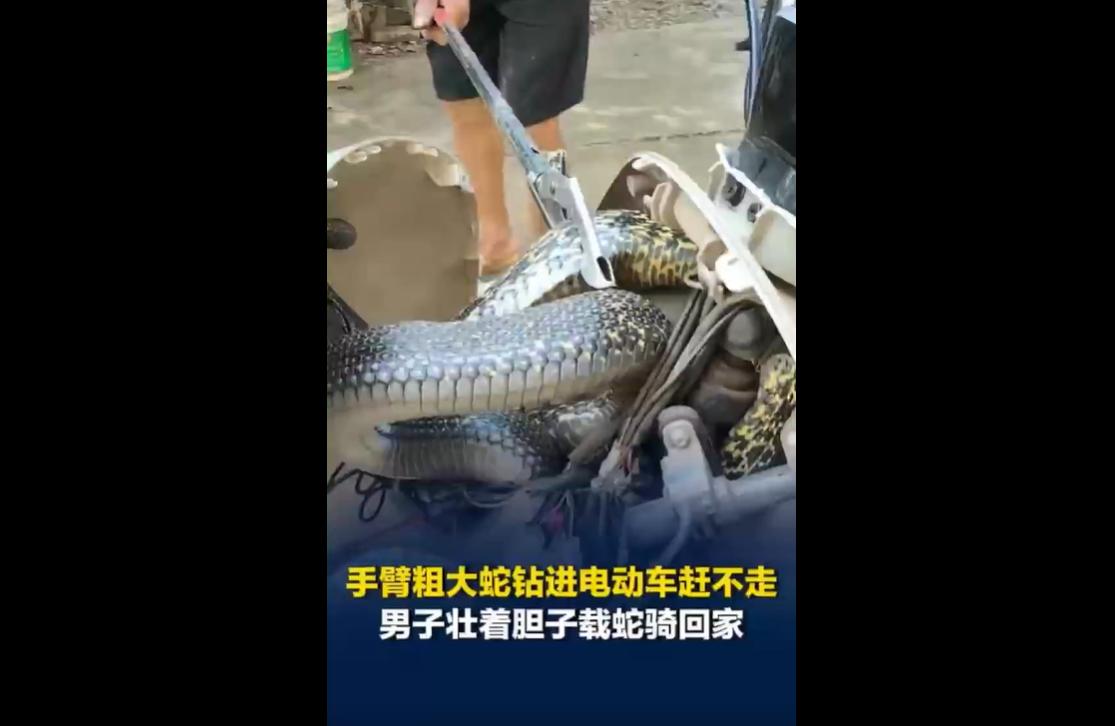 2026年6月17日，湖南耒阳一名男子骑行经过路边草丛时，突然一条手臂粗细的大蛇