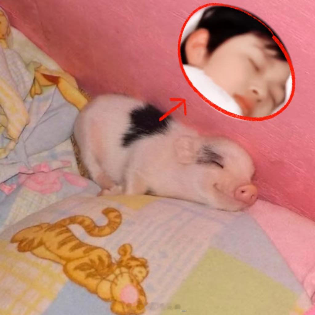 嘘 小猪睡着了张极