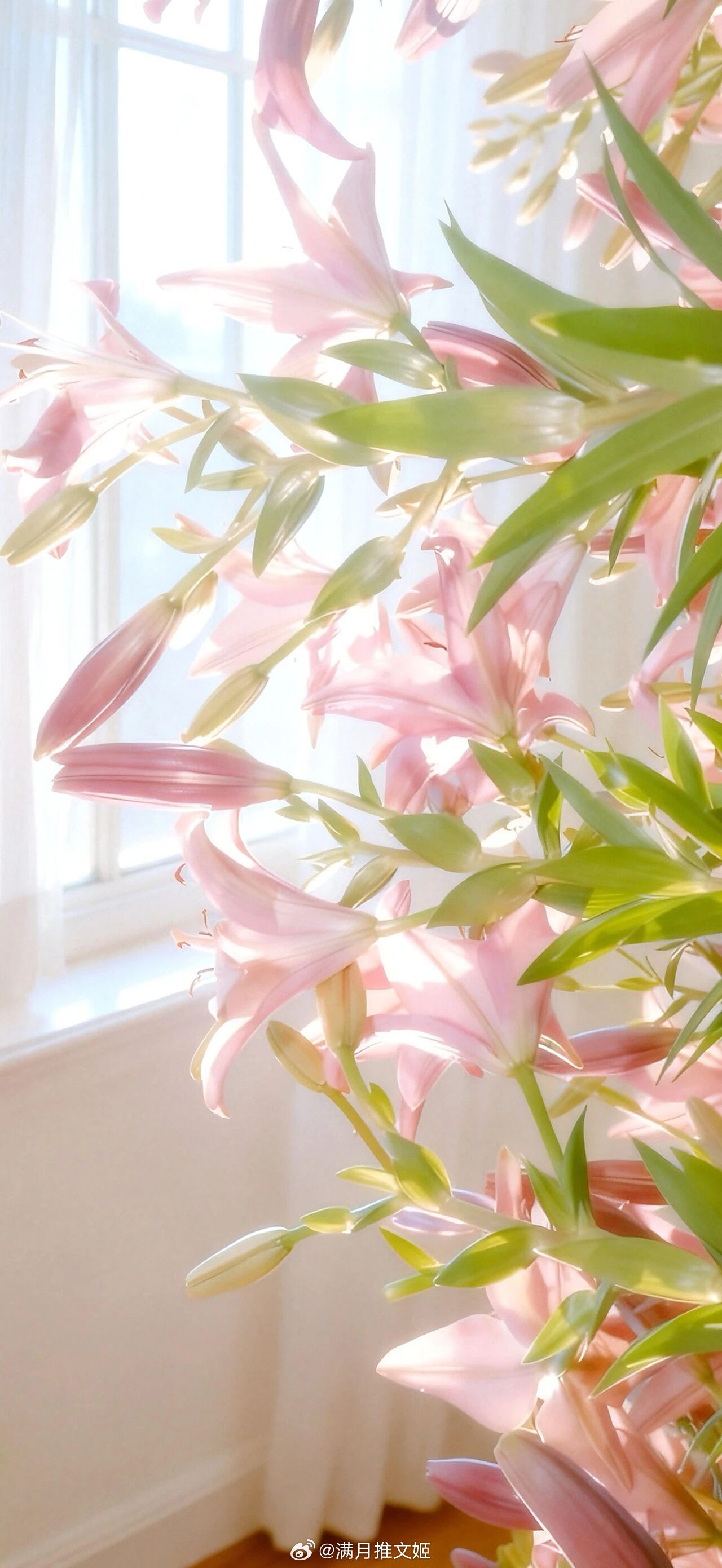 人的命就像这琴弦，拉紧了才能弹好，弹好就够了。——史铁生《命若琴弦》晚安