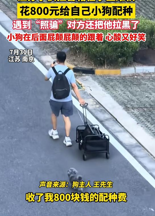 心酸又好笑！7月31日报道，江苏，一男子花800元，带着自家小狗去配种，到了一看