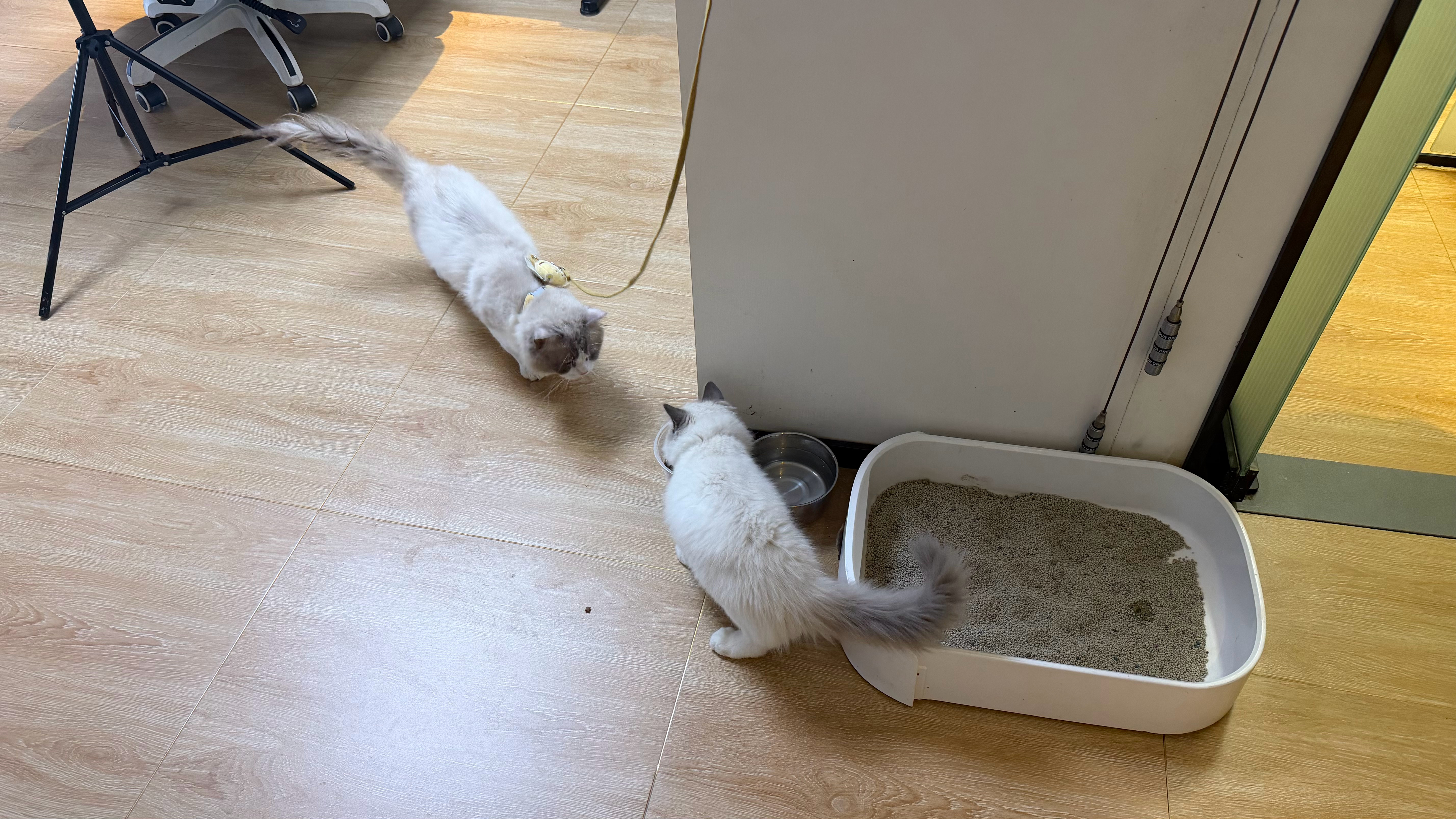 猪猪这小子回来，它爸也揍它，它妈也揍它它像是个外来物种，母猫有了小孩以后，根本不
