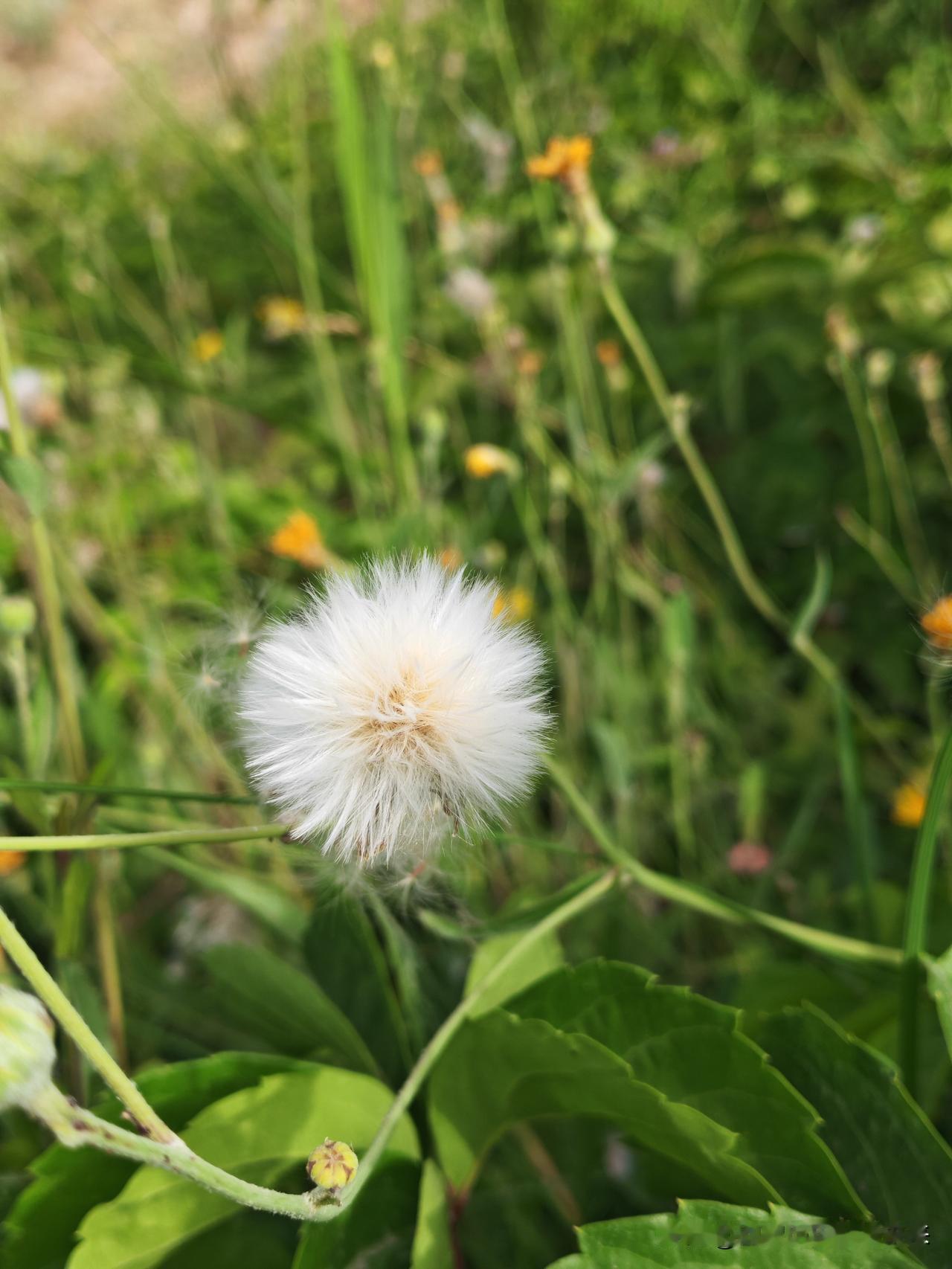 夏日生活打卡季