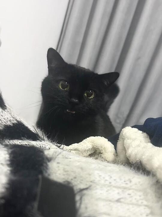 🐱新手养猫必看！老手一招解决小猫软便