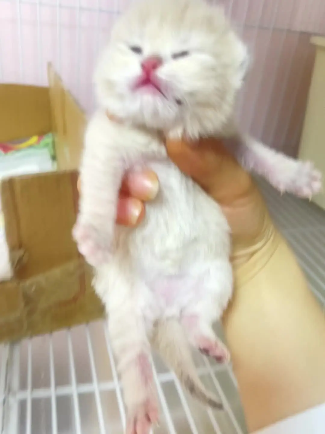 这小猫谁养谁不迷糊啊 养猫的乐趣 猫猫营业视频  广西桂林金渐层猫舍