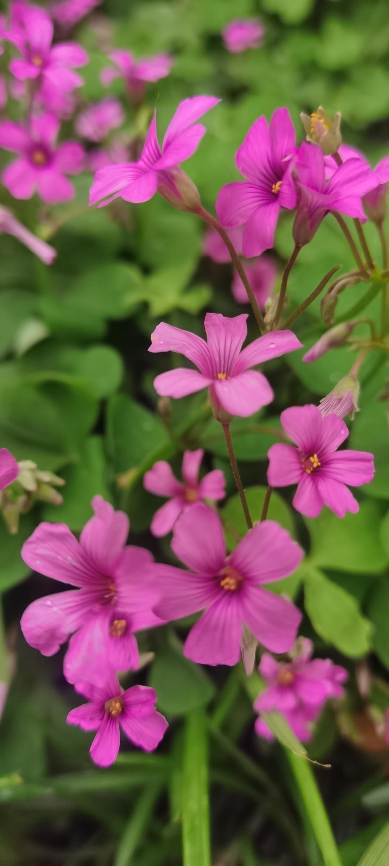 红花酢浆草（Oxalis corymbosa）是酢浆草科多年生草本植物，别名铜锤