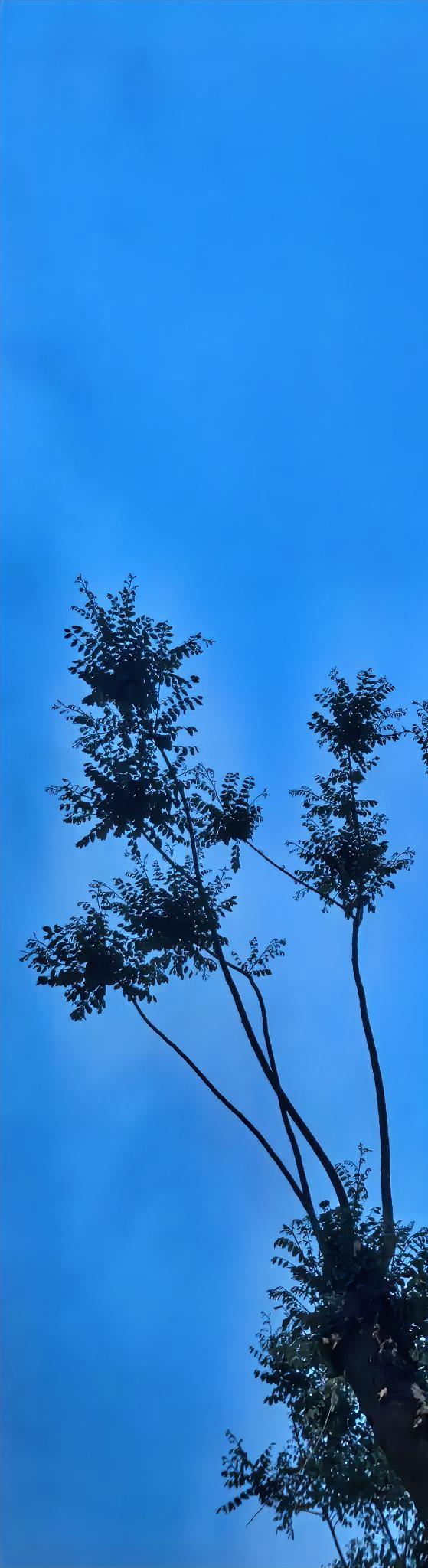 蓝天下，几株高耸的树木，静静地诉说着岁月的静好。