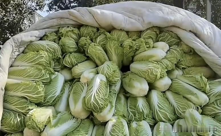 沾甲醛保鲜的蔬菜，难道仅仅是河北的大白菜？其它蔬菜瓜果保鲜用的是什么？难道不应该