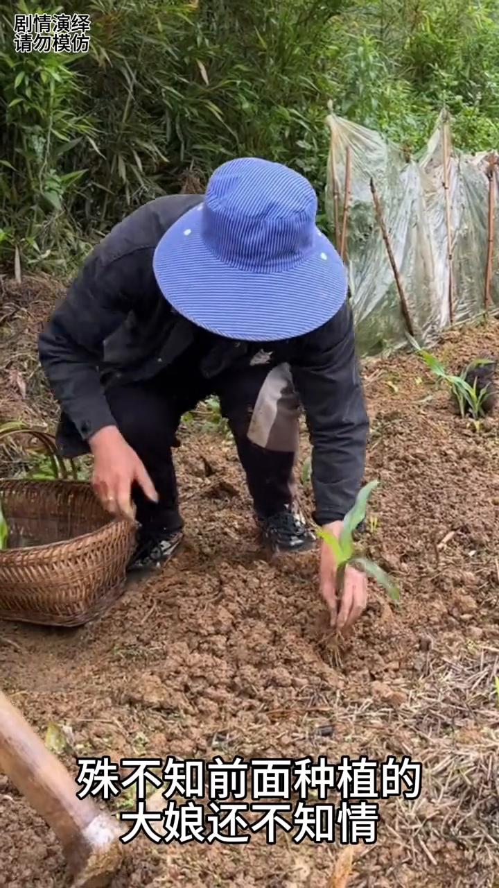 一家人前面种玉米苗，谁知后面的兔子都给吃掉了。
一家人正在移植玉米苗，谁知就当她