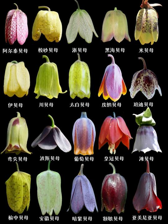 【贝母】贝母花开，一个个小铃铛