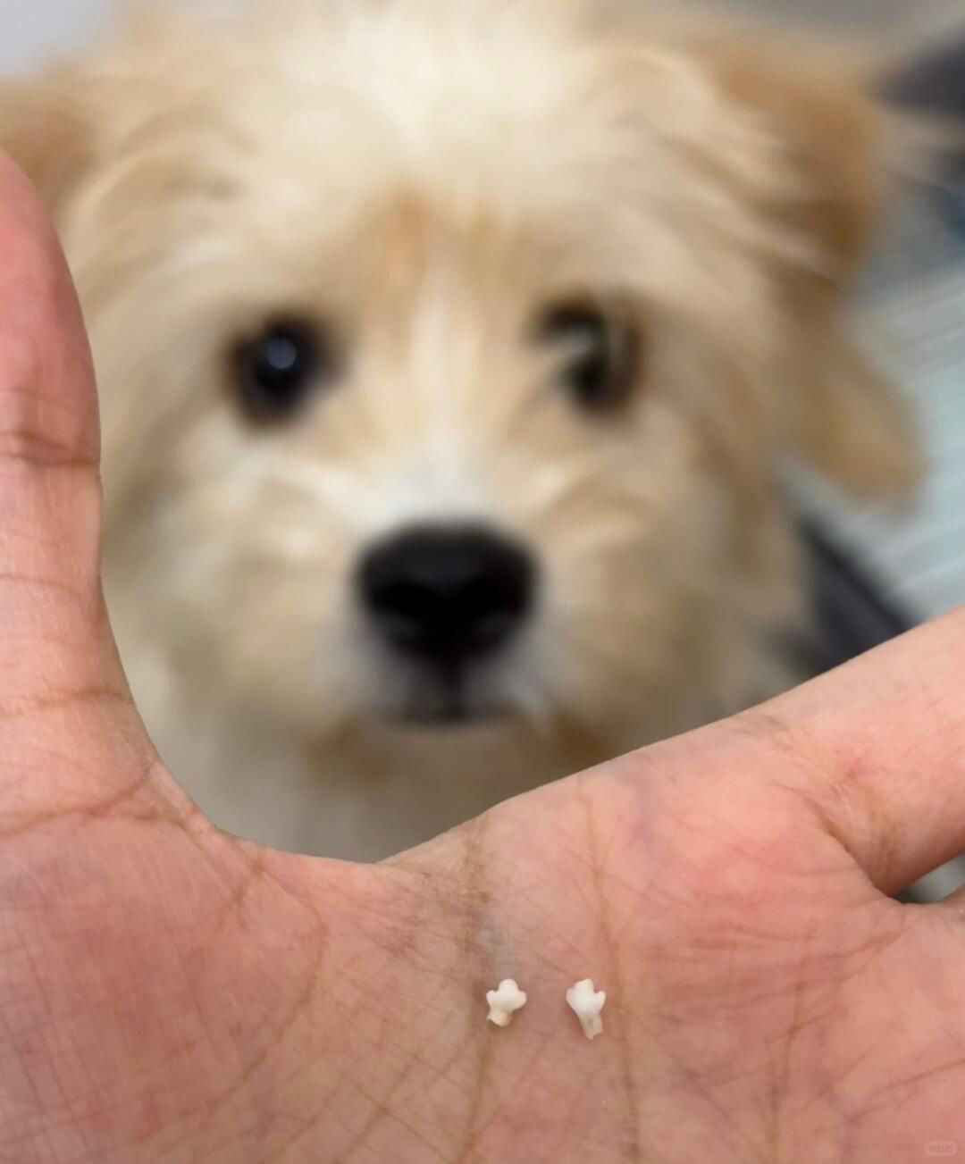 小狗换下来的小牙牙！ ​​​