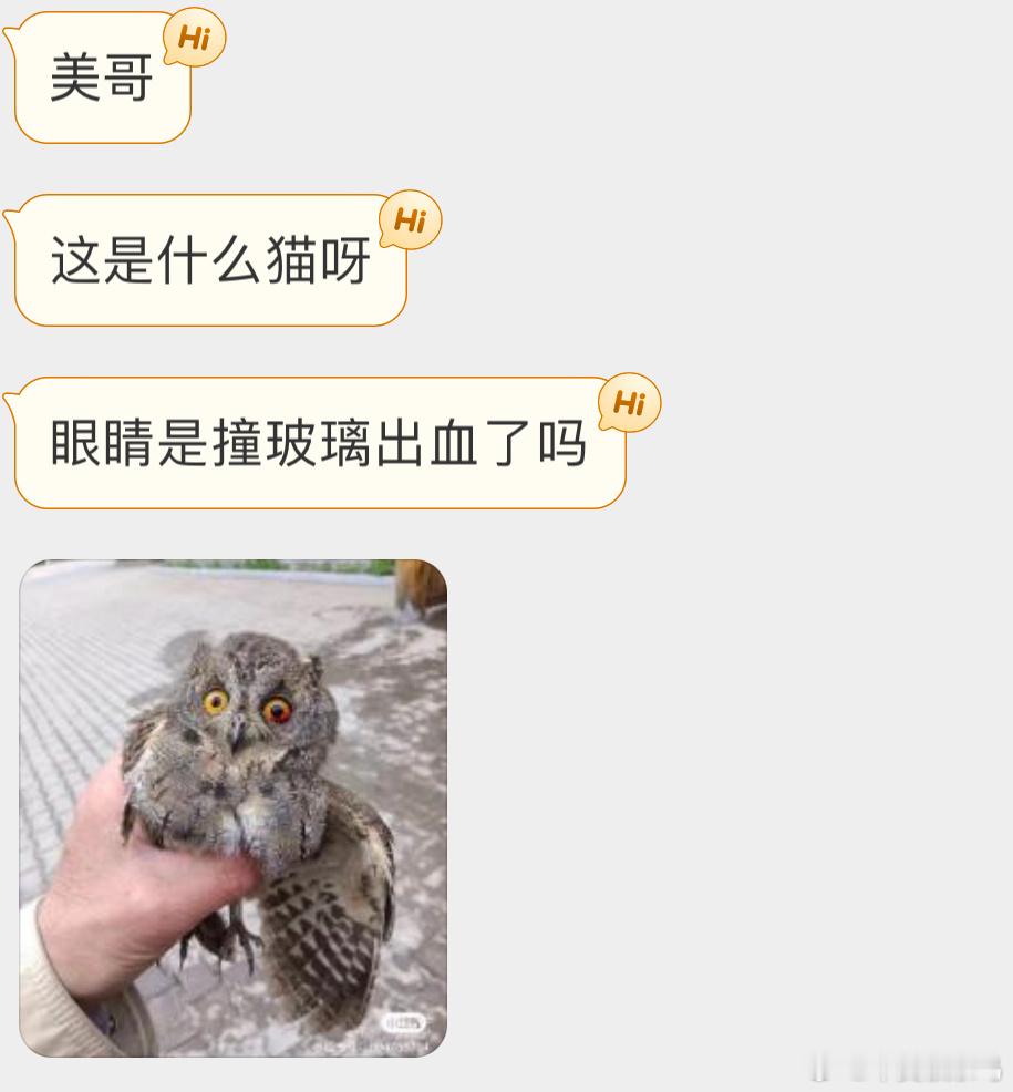#撞玻璃的鸟# 撞玻璃的【红角鸮】🦉看着就好疼啊，让它休息会应该能飞走孩子好可