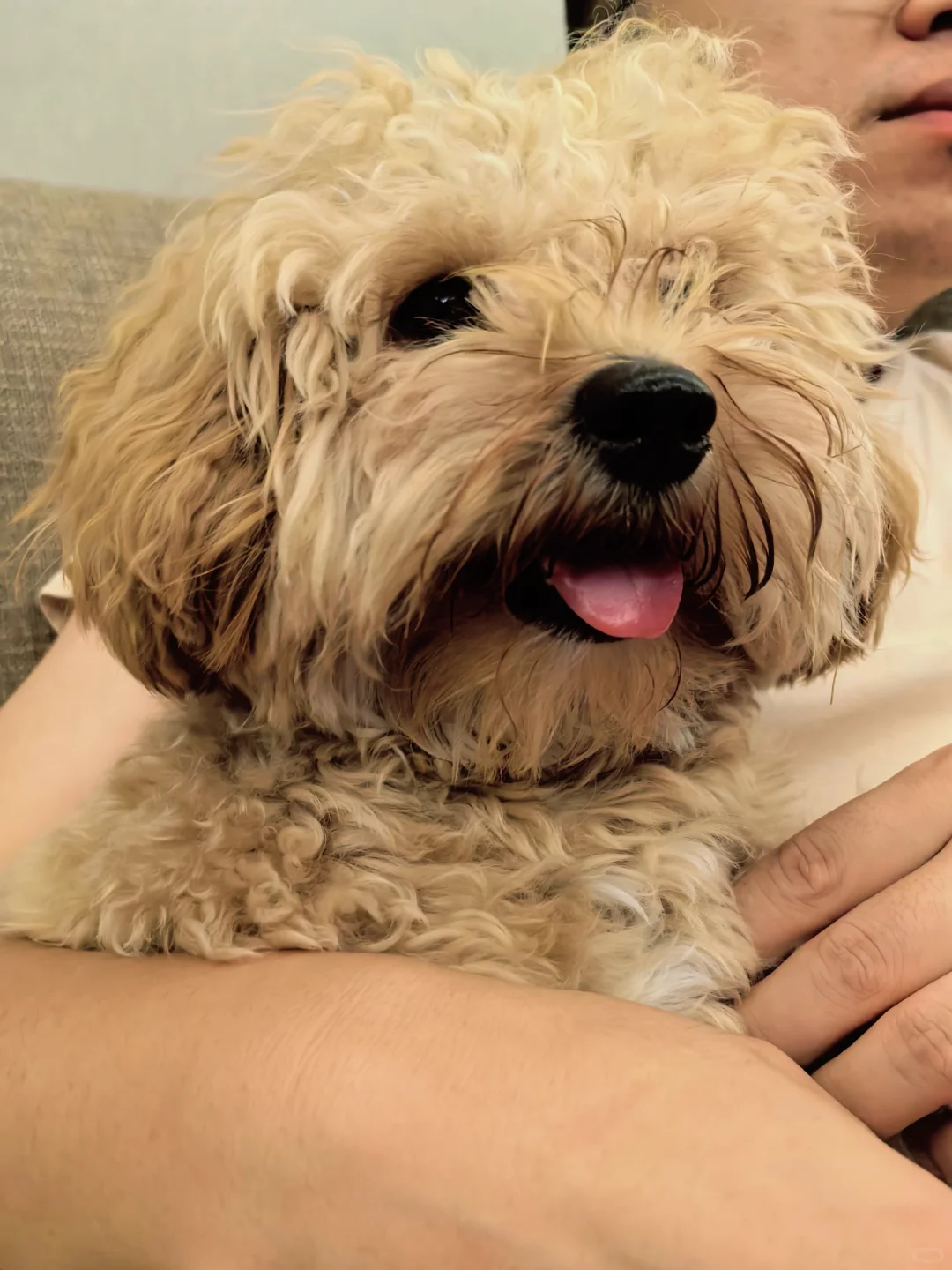 狗子被生活遏制住了喉咙～