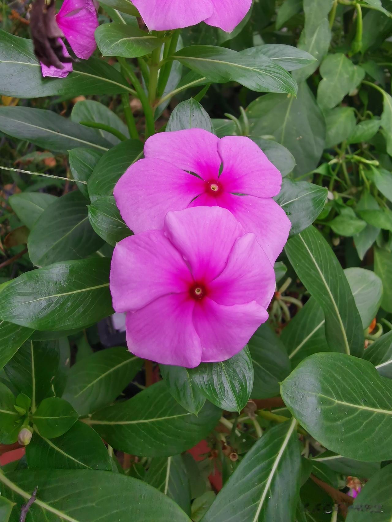 家乡的花。就在家门口，也不知道什么花，就这样等着游子回家。