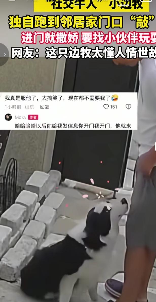 社交牛人边牧火了，独自串门找邻居小伙伴玩耍（
 
山东一只边牧凭借超强社交能力走