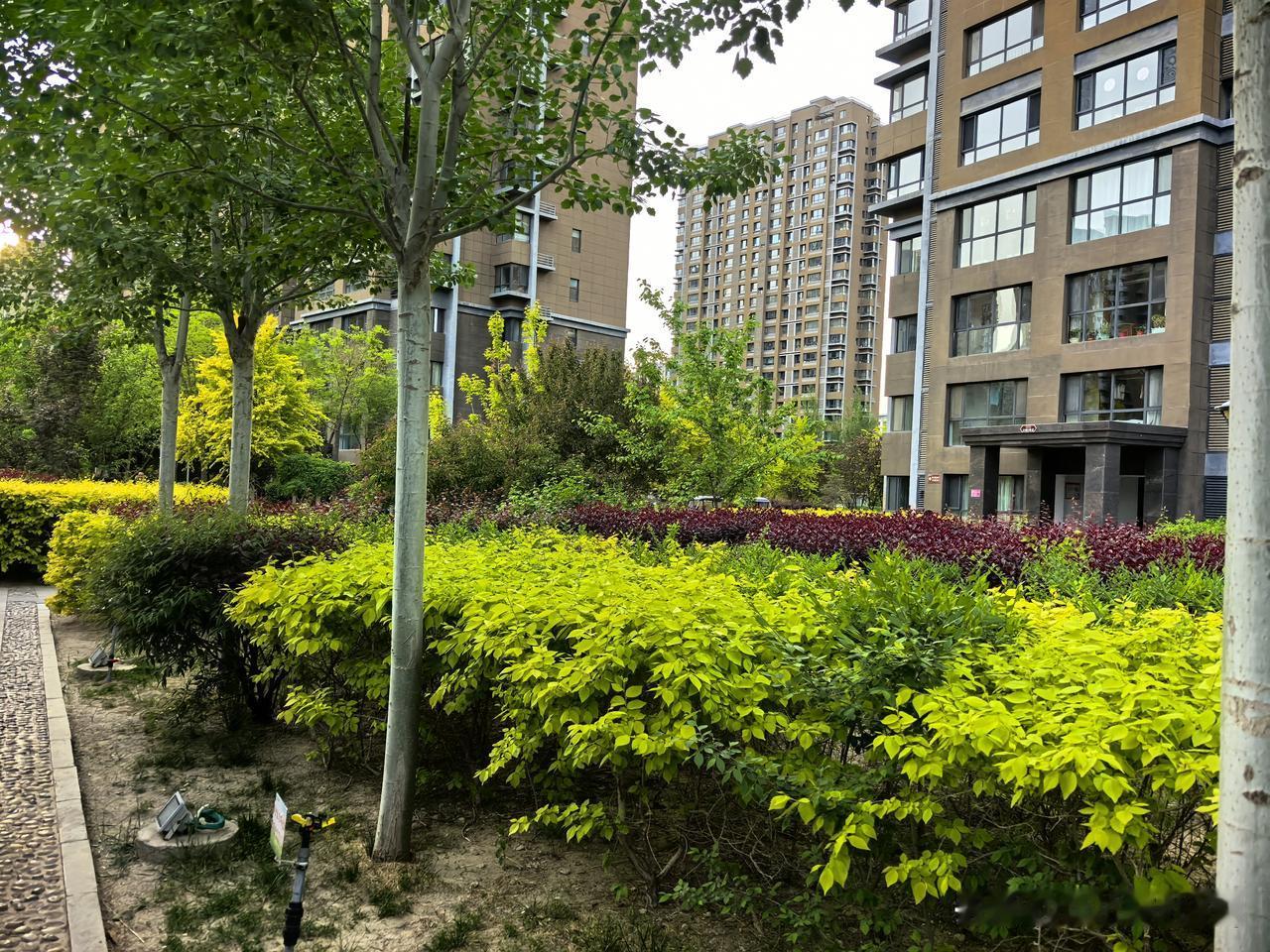 小区随手拍的风景漫步小区庭院，清风携着花香拂面，绿树成荫光影斑驳，一草一木皆温柔