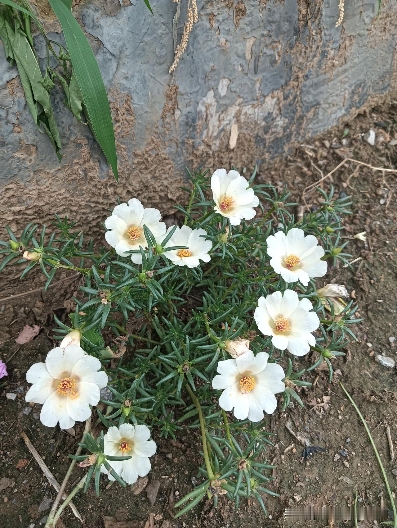 夏日生活打卡季在上班路上偶遇太阳花开的正艳，五颜六色非常漂亮，太美了哈！[呲牙]