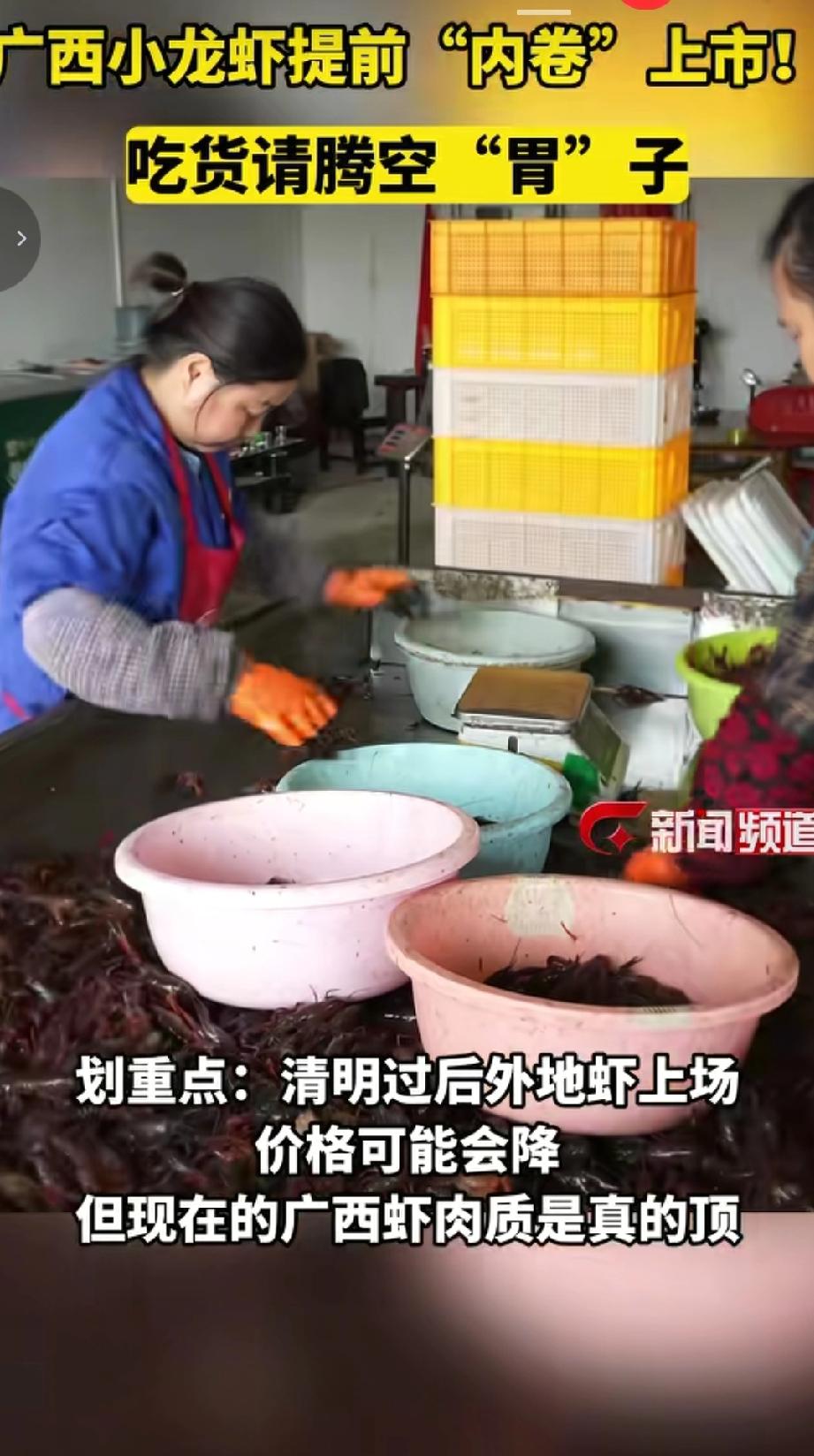 近日广西小龙虾提前上市养殖户们在虾塘中捕捞小龙虾，随后将小龙虾运到加工场所，工人