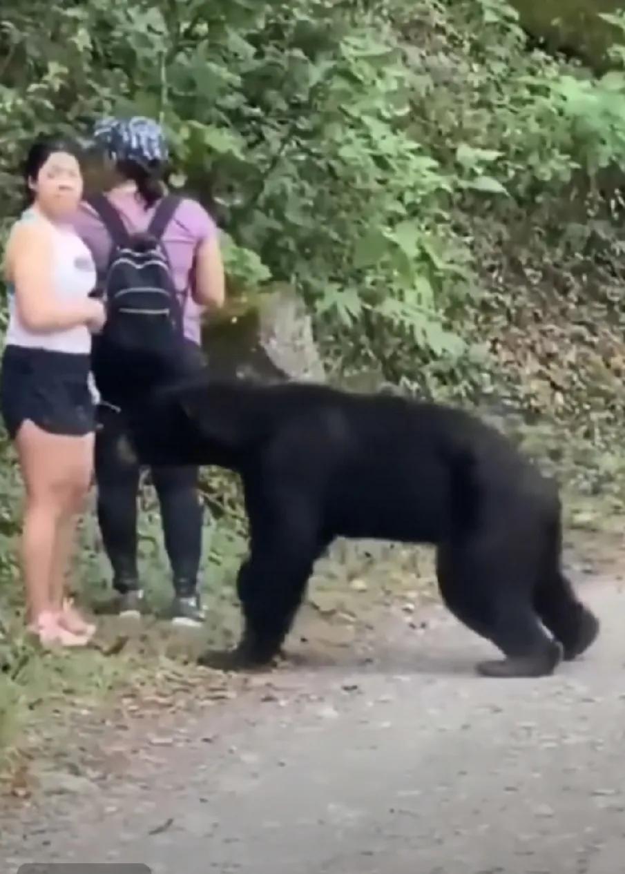 一群墨西哥女孩被熊盯上了，她们的做法很正确，就是不要惊慌，不要逃跑，熊受到惊吓更