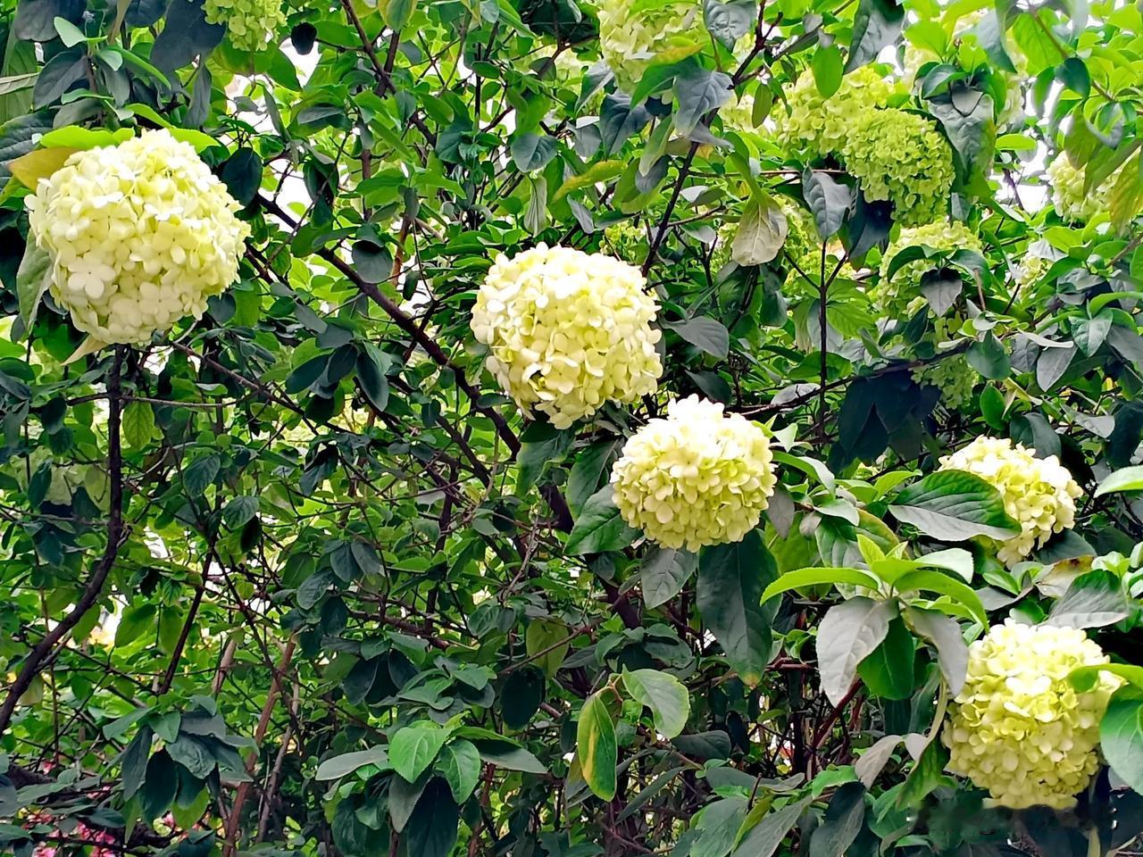 这花🌸真漂亮！叫什么名字呢？