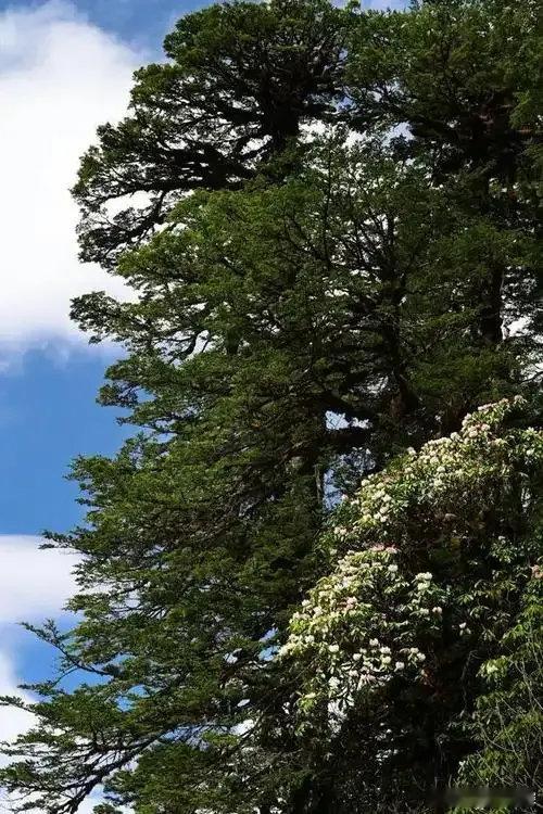 西藏松树顶开出杜鹃花大自然在70米高空藏着浪漫在墨脱雨林里站到脖子发酸才明白，有