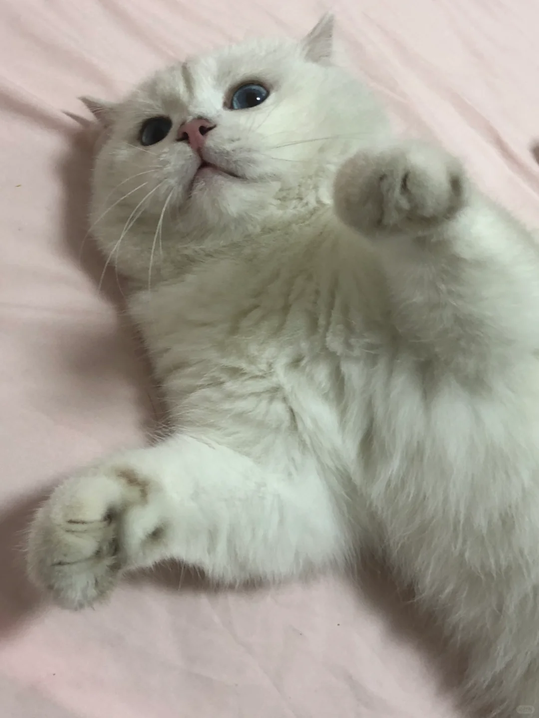 欺负弟弟的小猫是会挨妈妈揍的