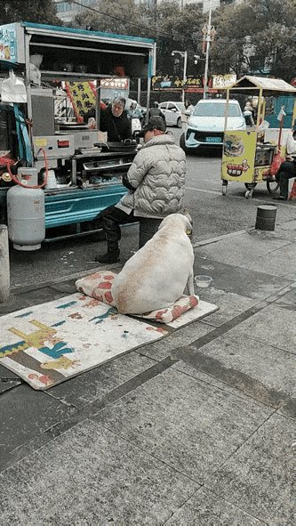 这主人也是厉害，能把小狗喂的跟猪一样。