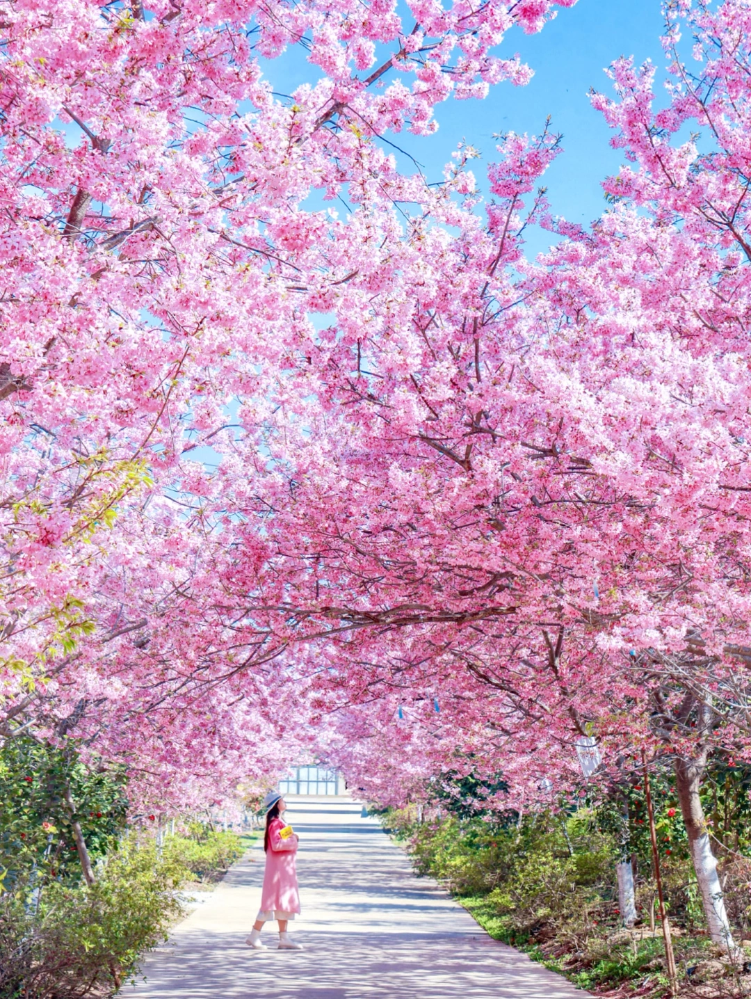 3.13实况｜武汉樱花这里已经开爆了❗️❗️❗️