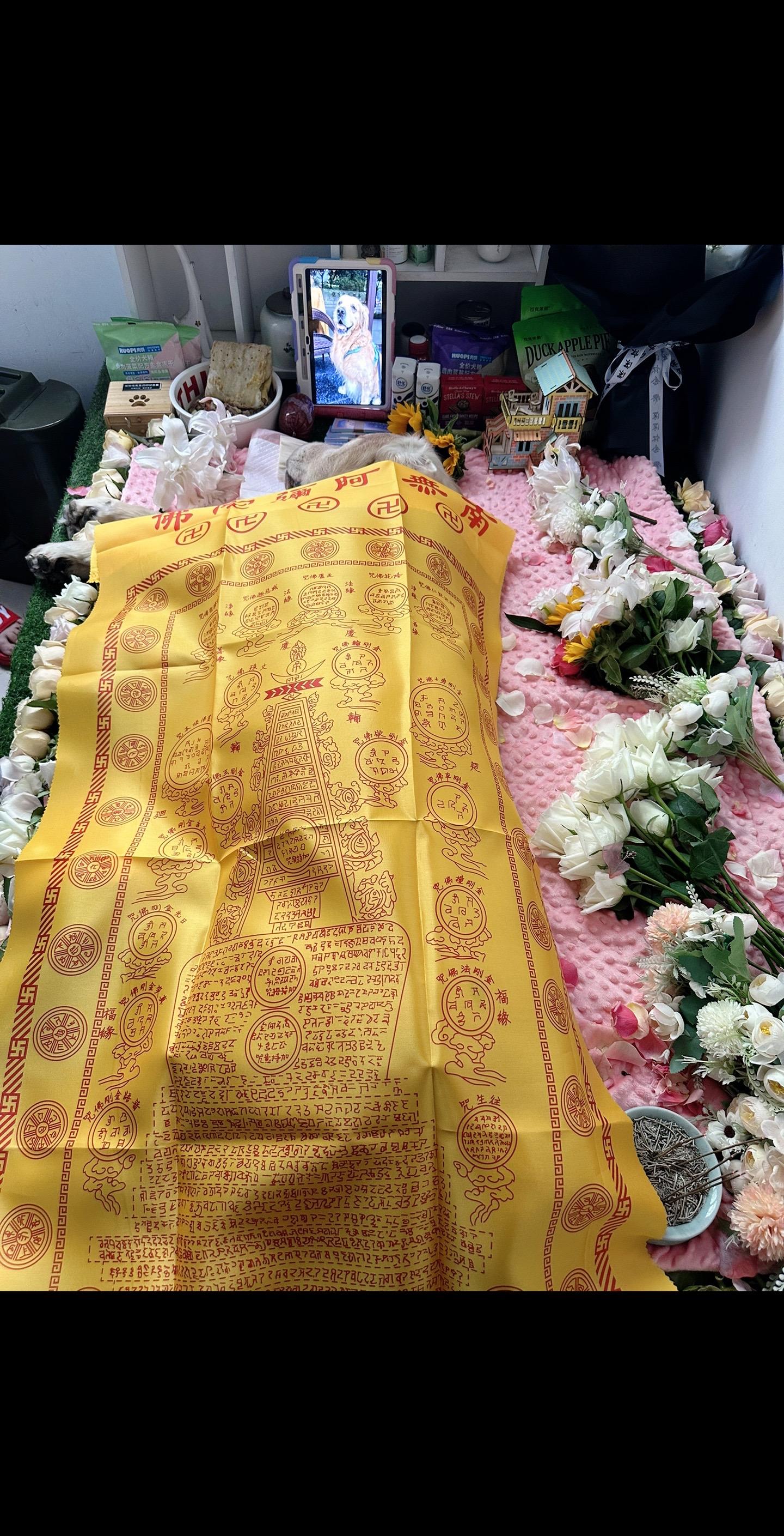 2024.6.22，16:32米修离开了！ 我爱了十年的宝贝，选择我出...