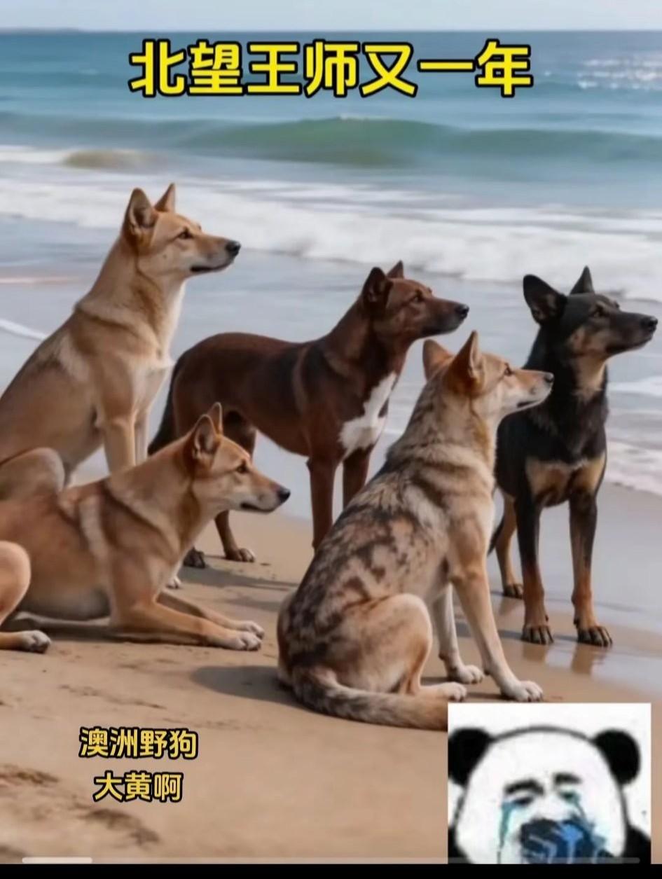 听说澳洲以前中华先民就曾登陆过，比如皇子夺嫡的，胜者直接斩杀兄弟总归名声不好，就