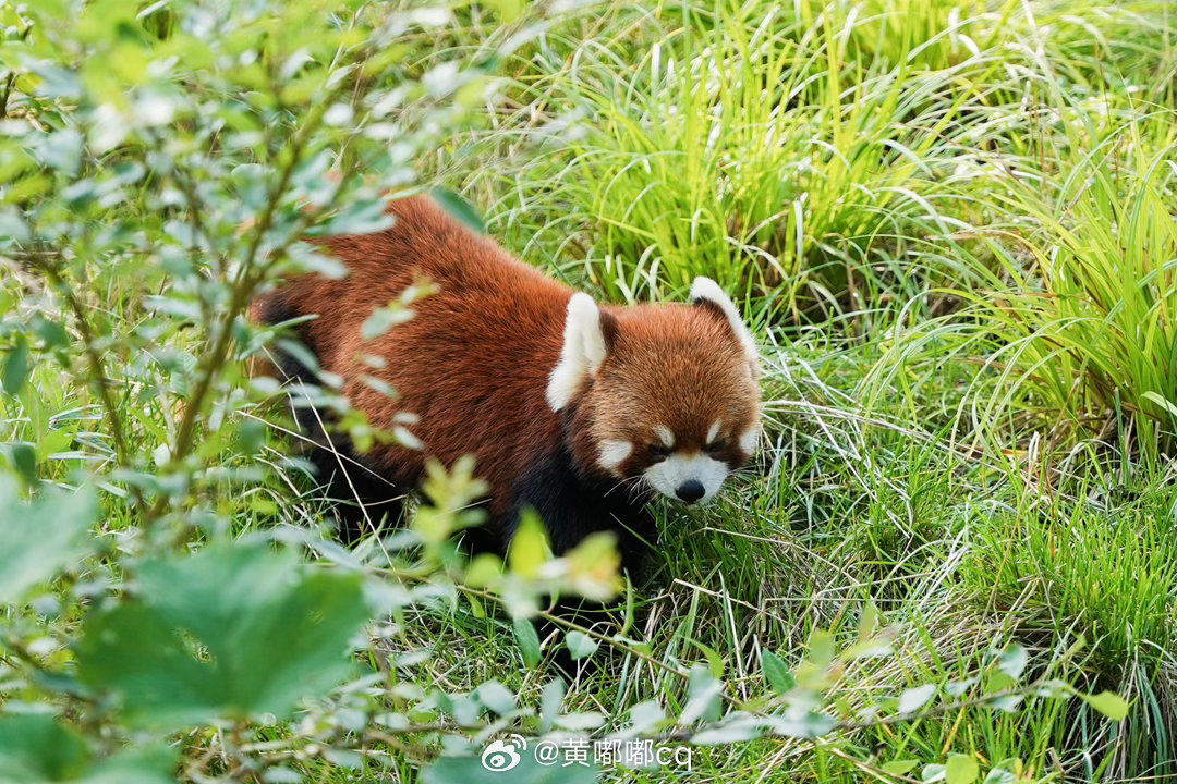 昨天早上是去看小熊猫（给她美坏了，她最爱小熊猫）下午做昆虫屋，好久没做木工活了，