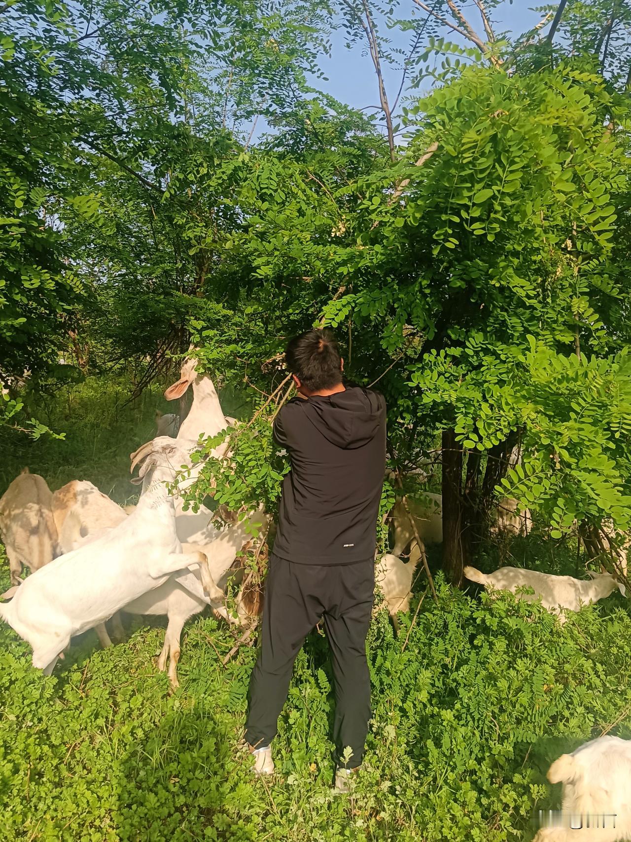 今天去采摘洋槐花，刚钻进那片洁白的花海，一群羊群就闯了进来。羊儿们欢快地在槐树下